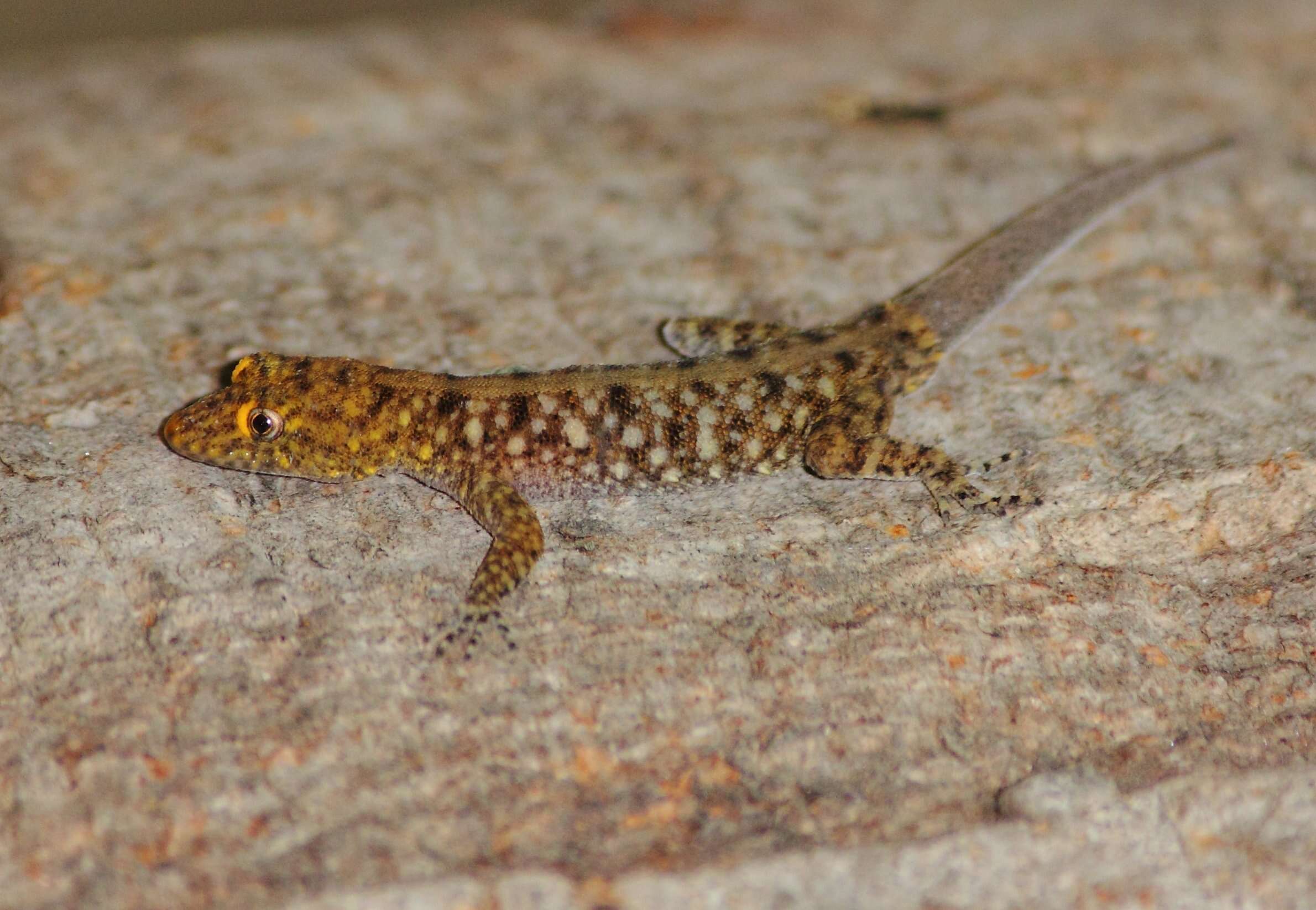 Image of Mysore Day Gecko