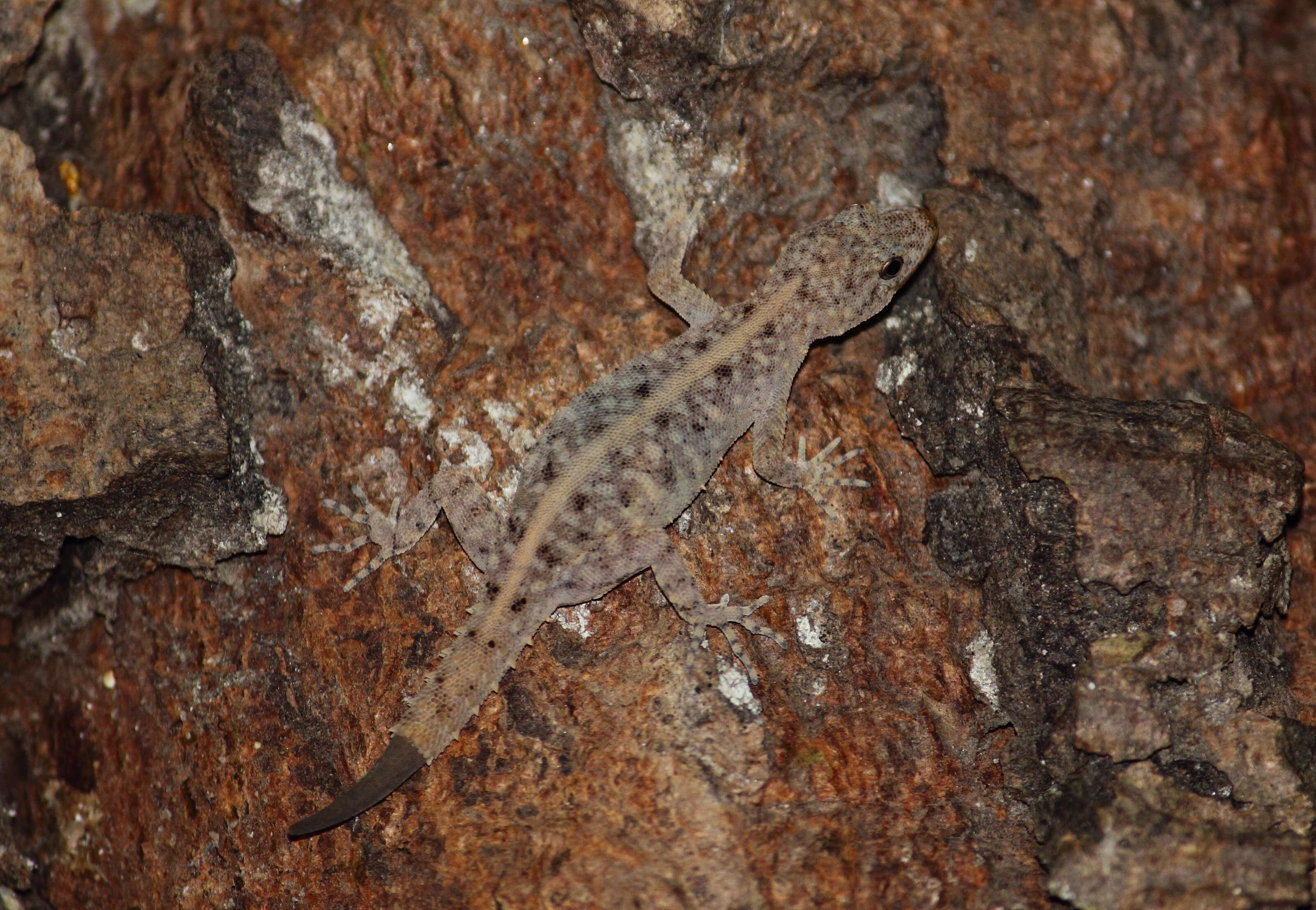 Image of Mysore Day Gecko