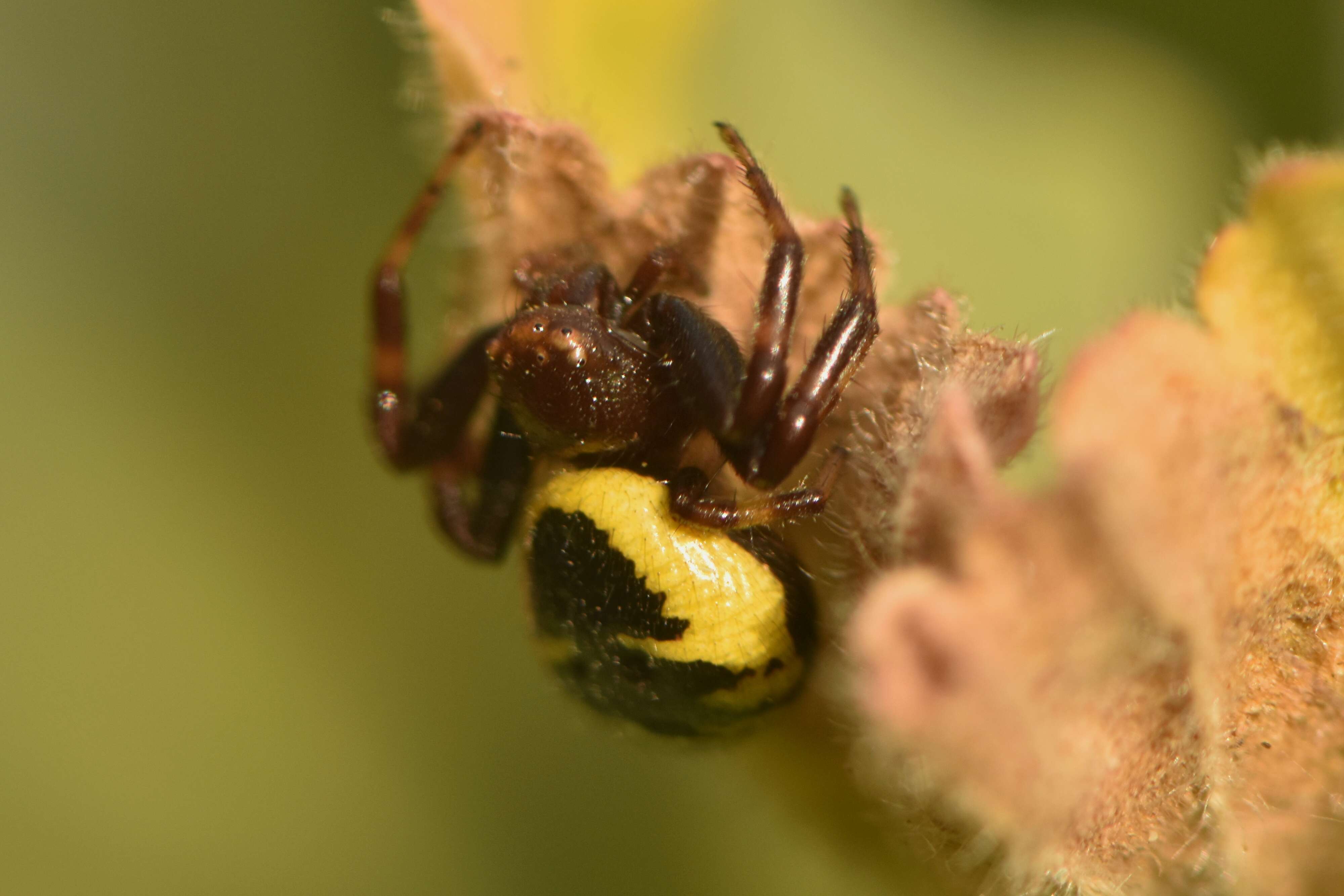 صورة Synema globosum (Fabricius 1775)