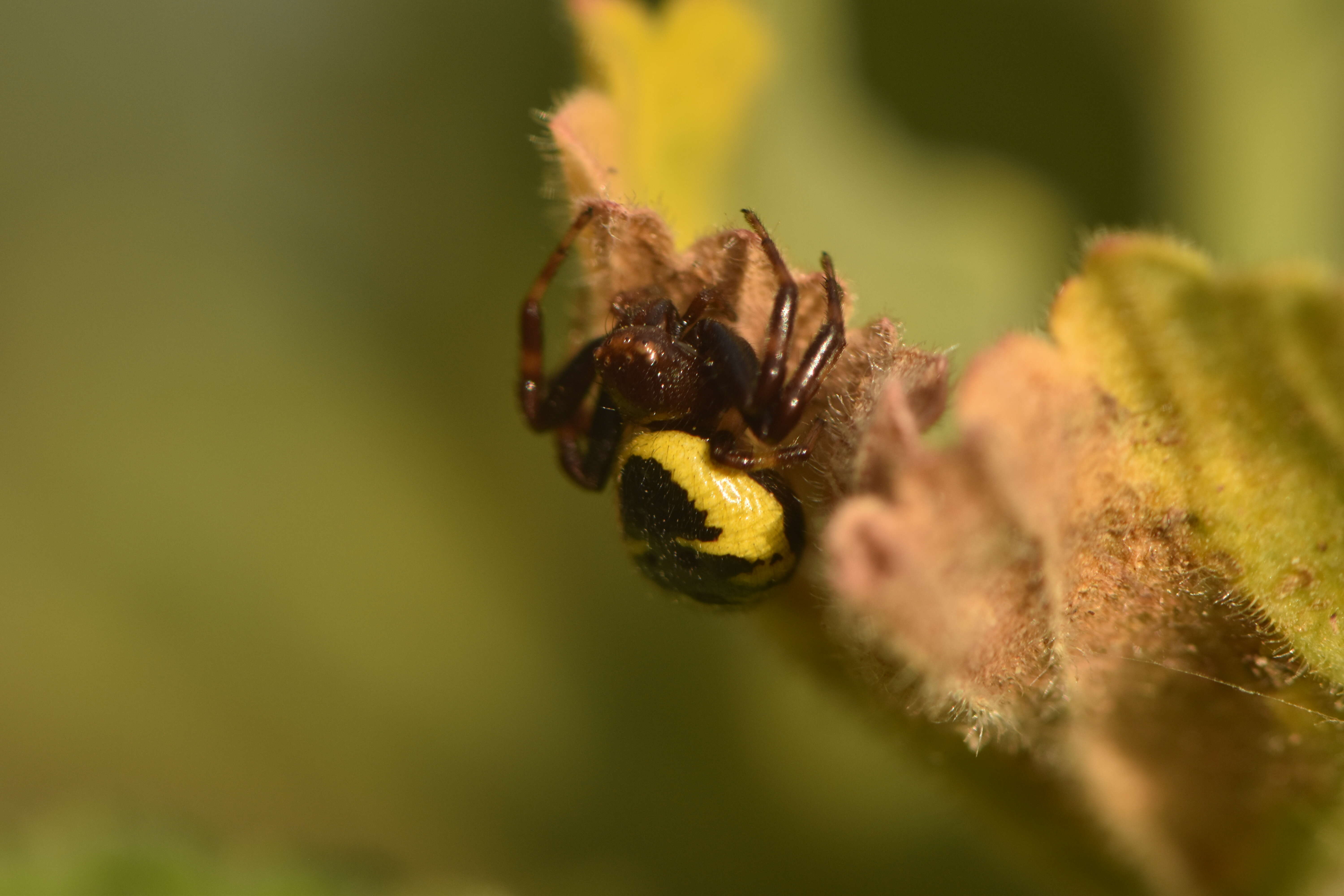 صورة Synema globosum (Fabricius 1775)