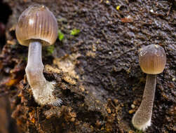 Image of Mycena leptocephala (Pers.) Gillet 1876