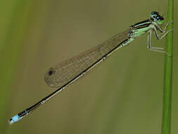 Image of Senegal bluetail