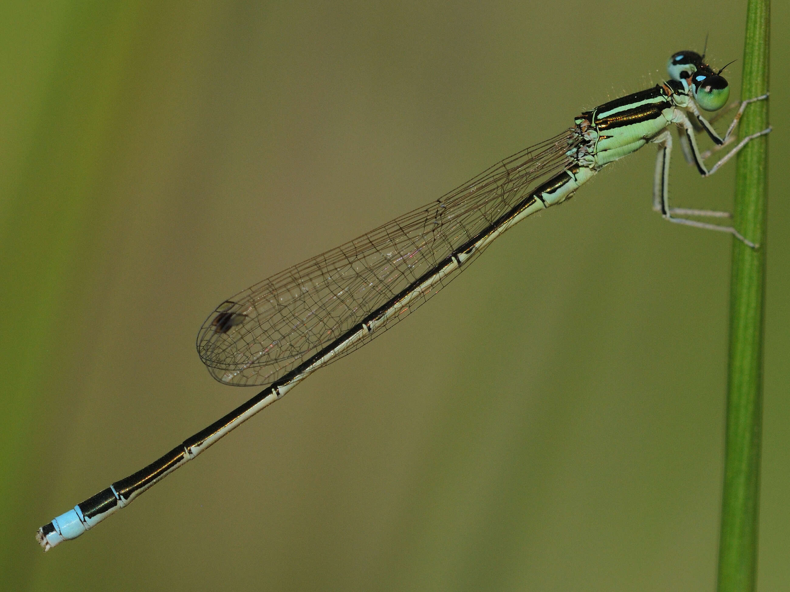 Image of Senegal bluetail