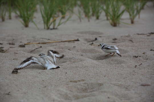 Image of Piping Plover