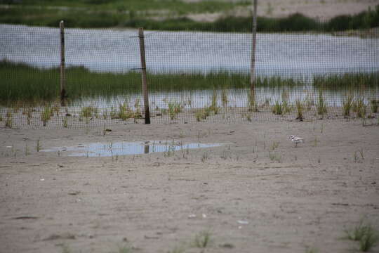 Image of Piping Plover