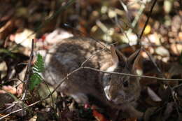 Image of New England Cottontail