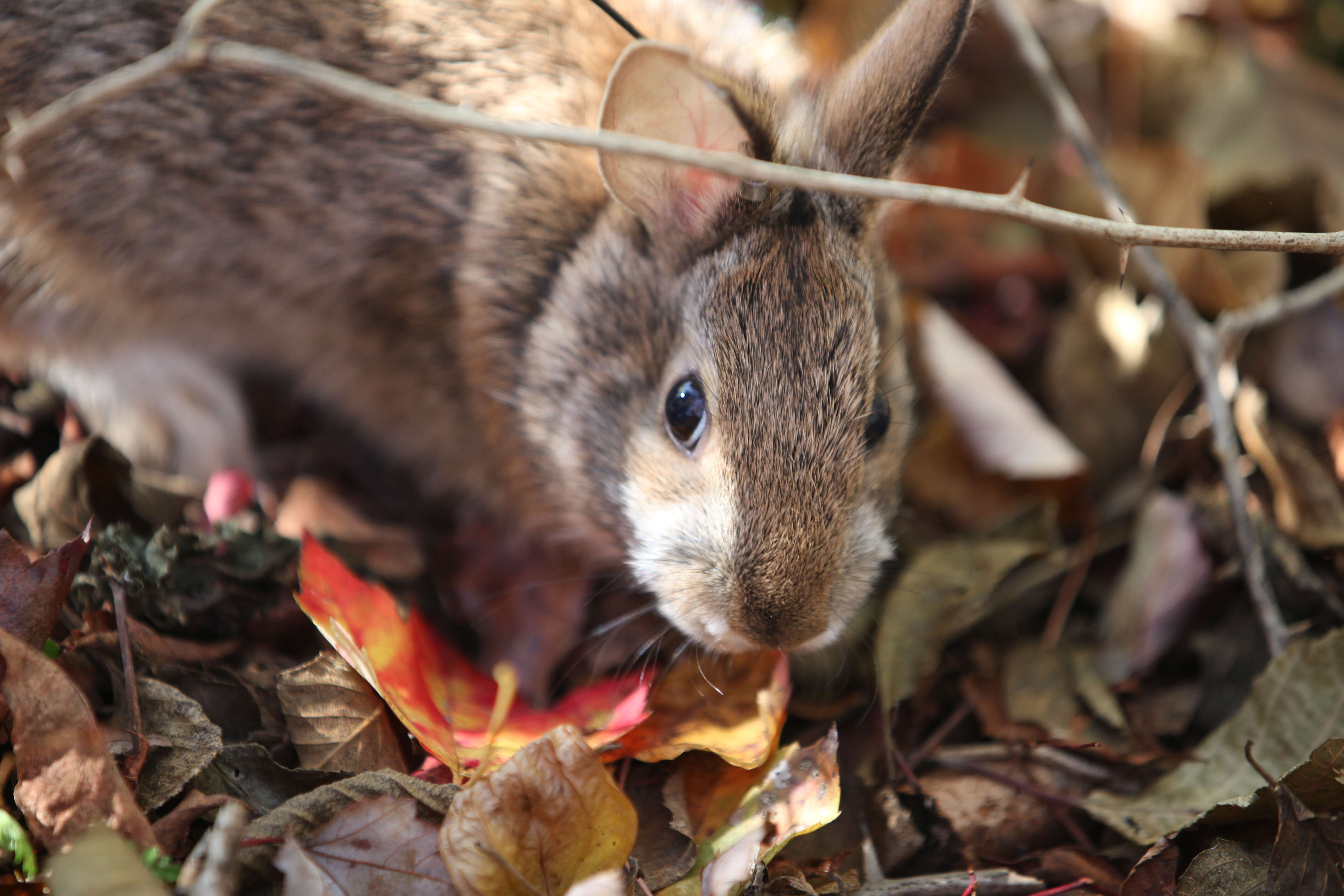 Image of New England Cottontail