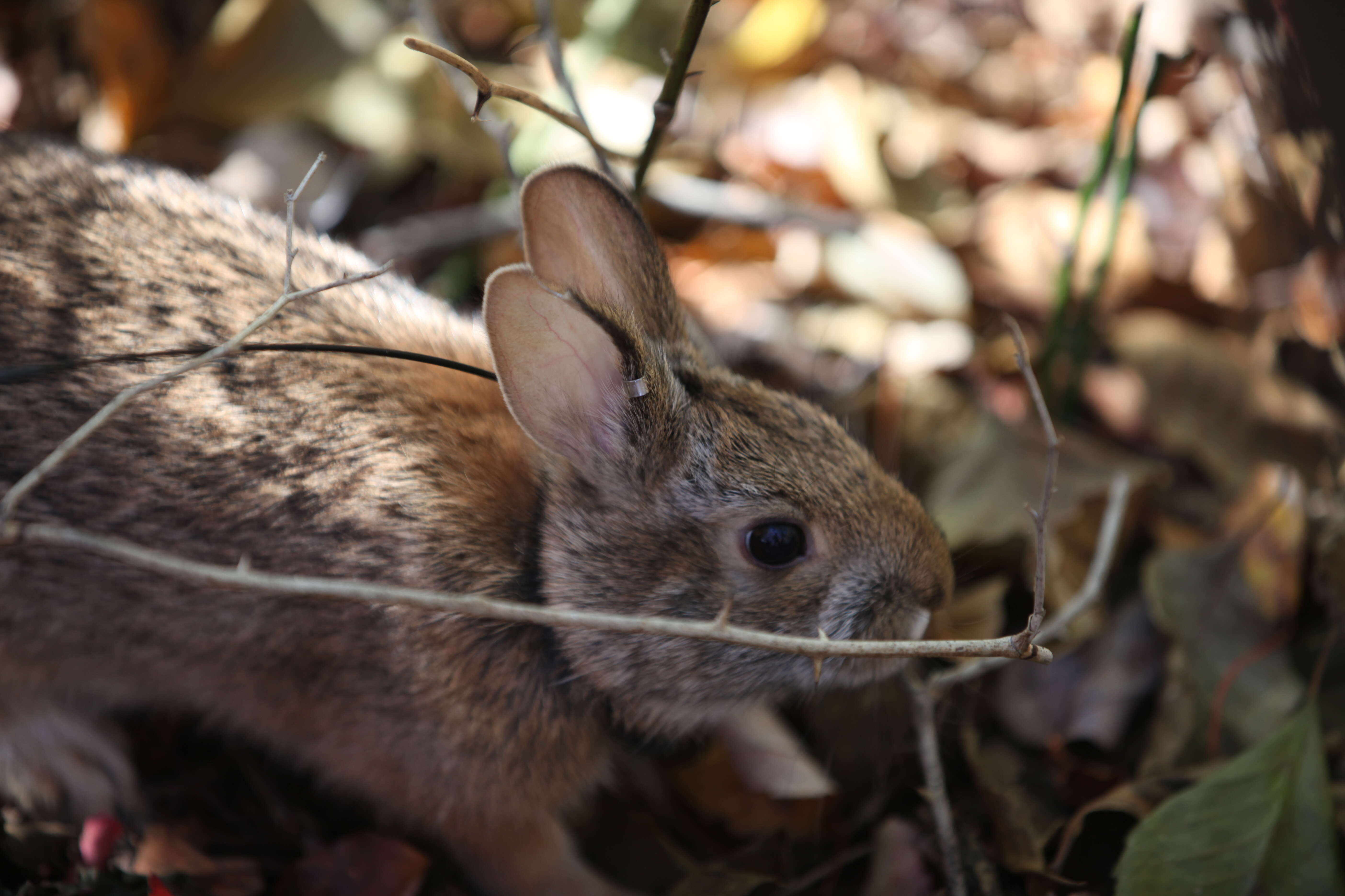 Image of New England Cottontail