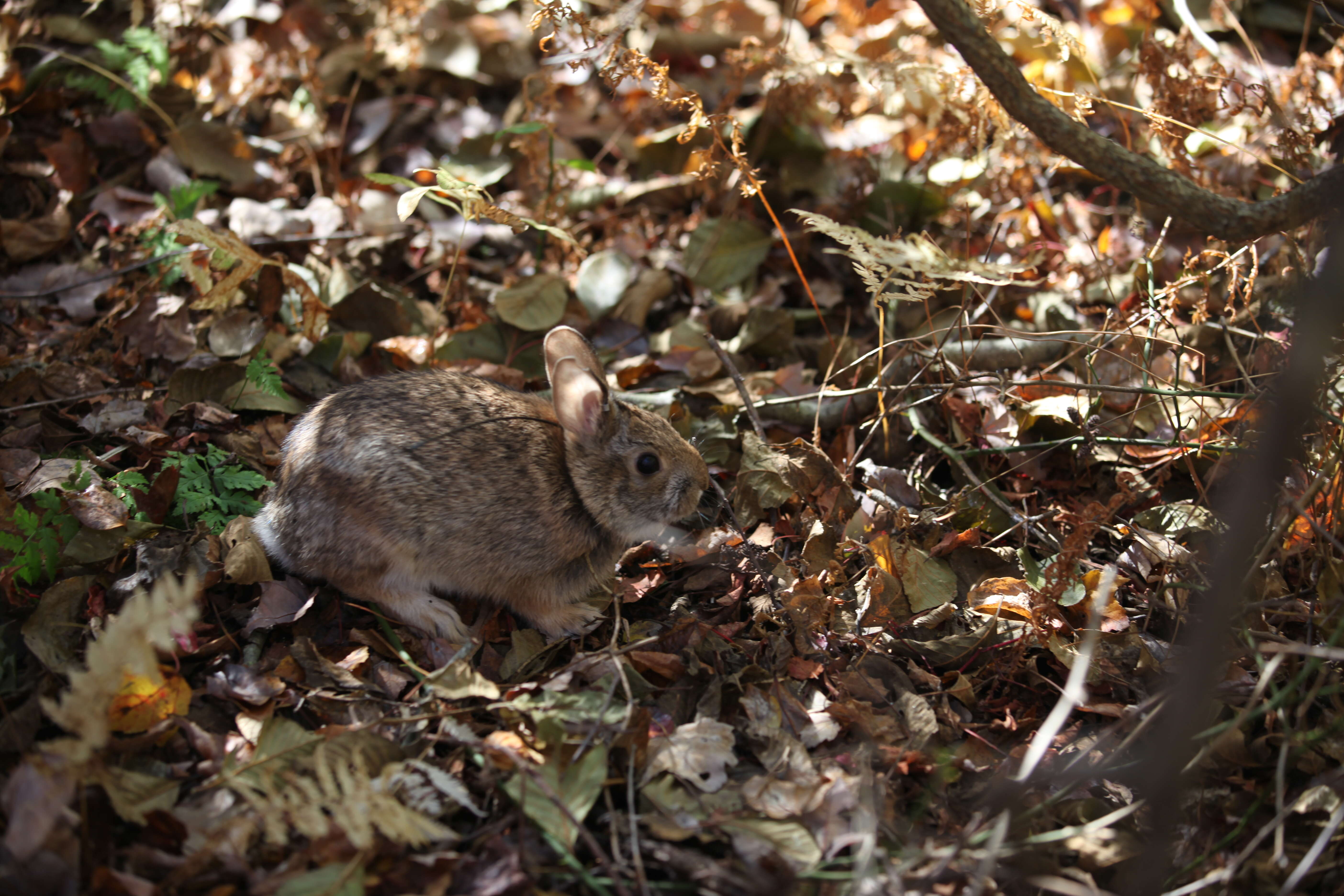 Image of New England Cottontail