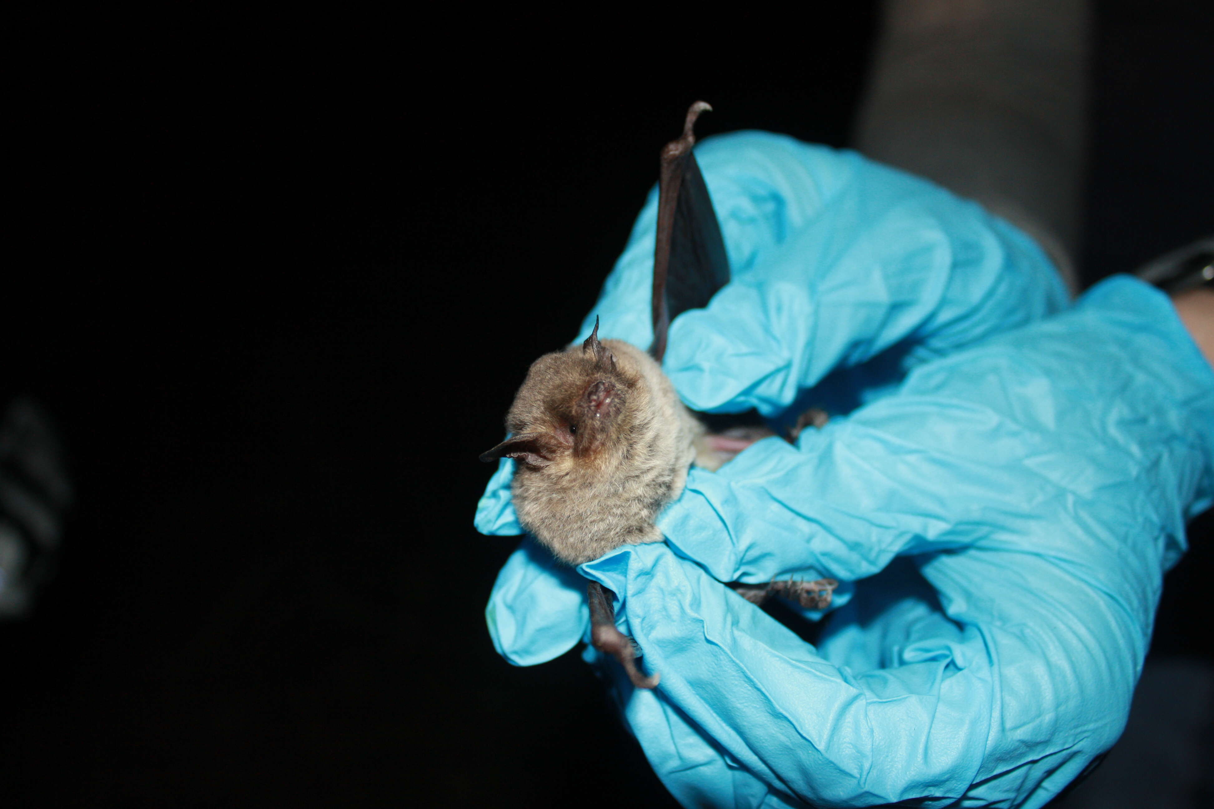 Image of Gray Myotis