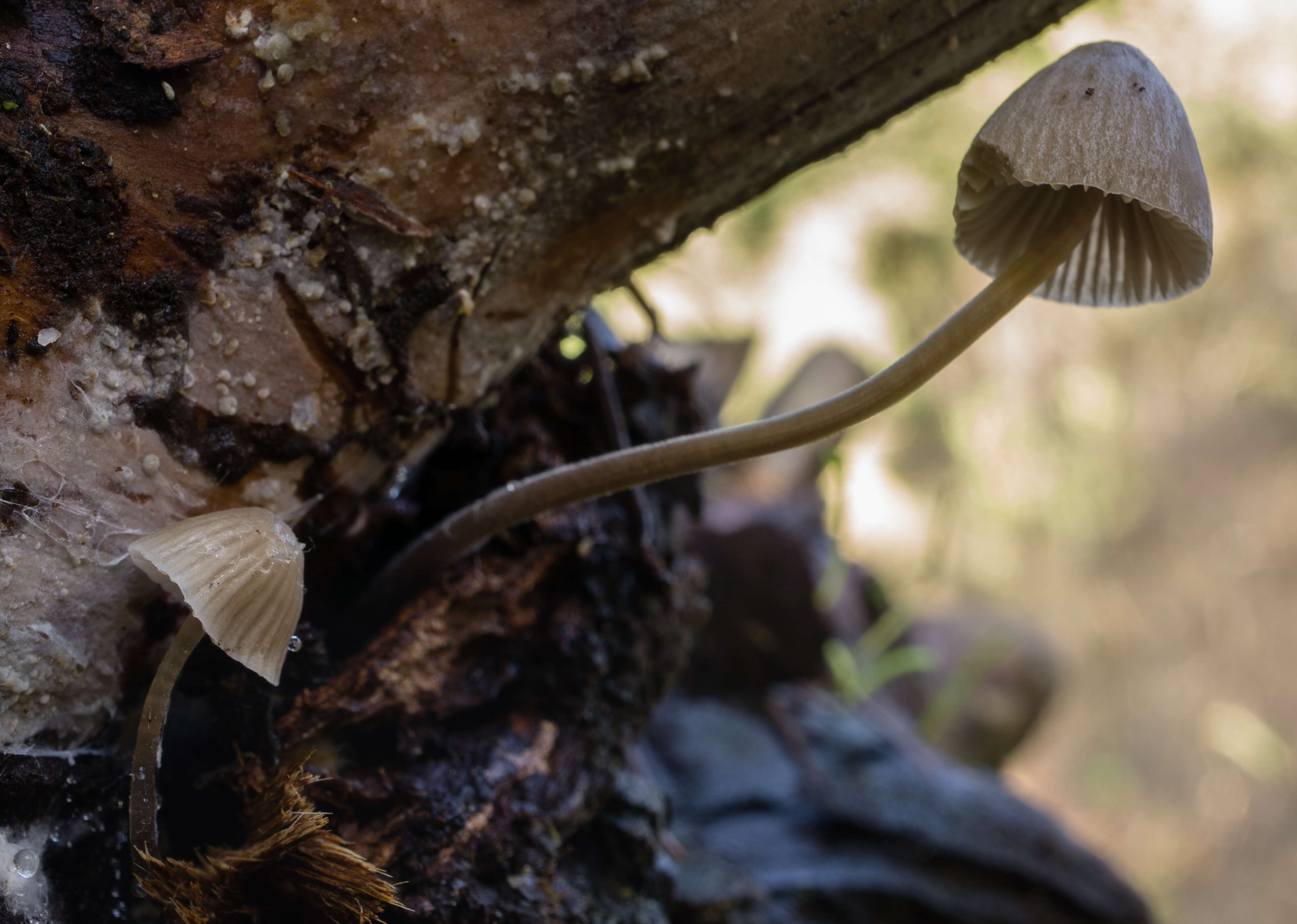 Image of Mycena leptocephala (Pers.) Gillet 1876