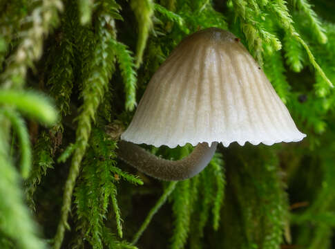 Image of Mycena leptocephala (Pers.) Gillet 1876