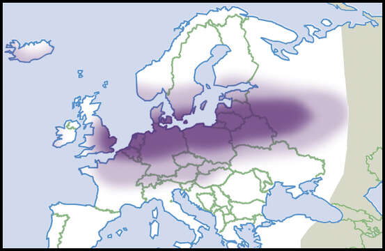 Imagem de Pisidium supinum Schmidt 1850