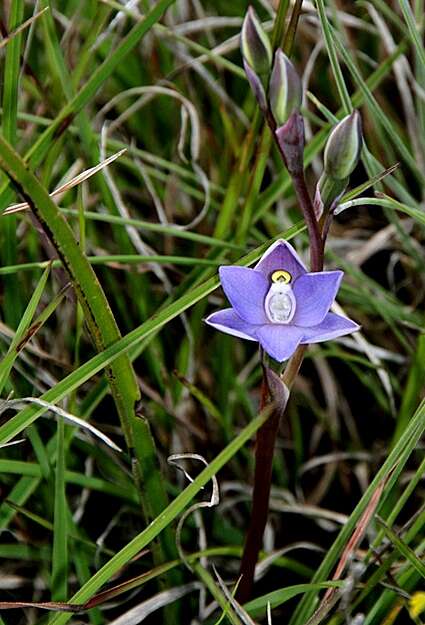 Image of Clumping sun orchid