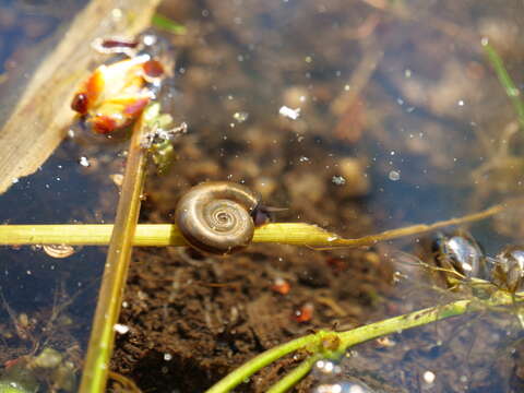 Image of Great Ram's Horn Snail