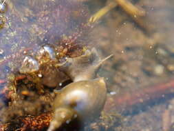 Image of Great Pond Snail