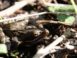 Image of Altai Brown Frog (Altai Mountains Populations)