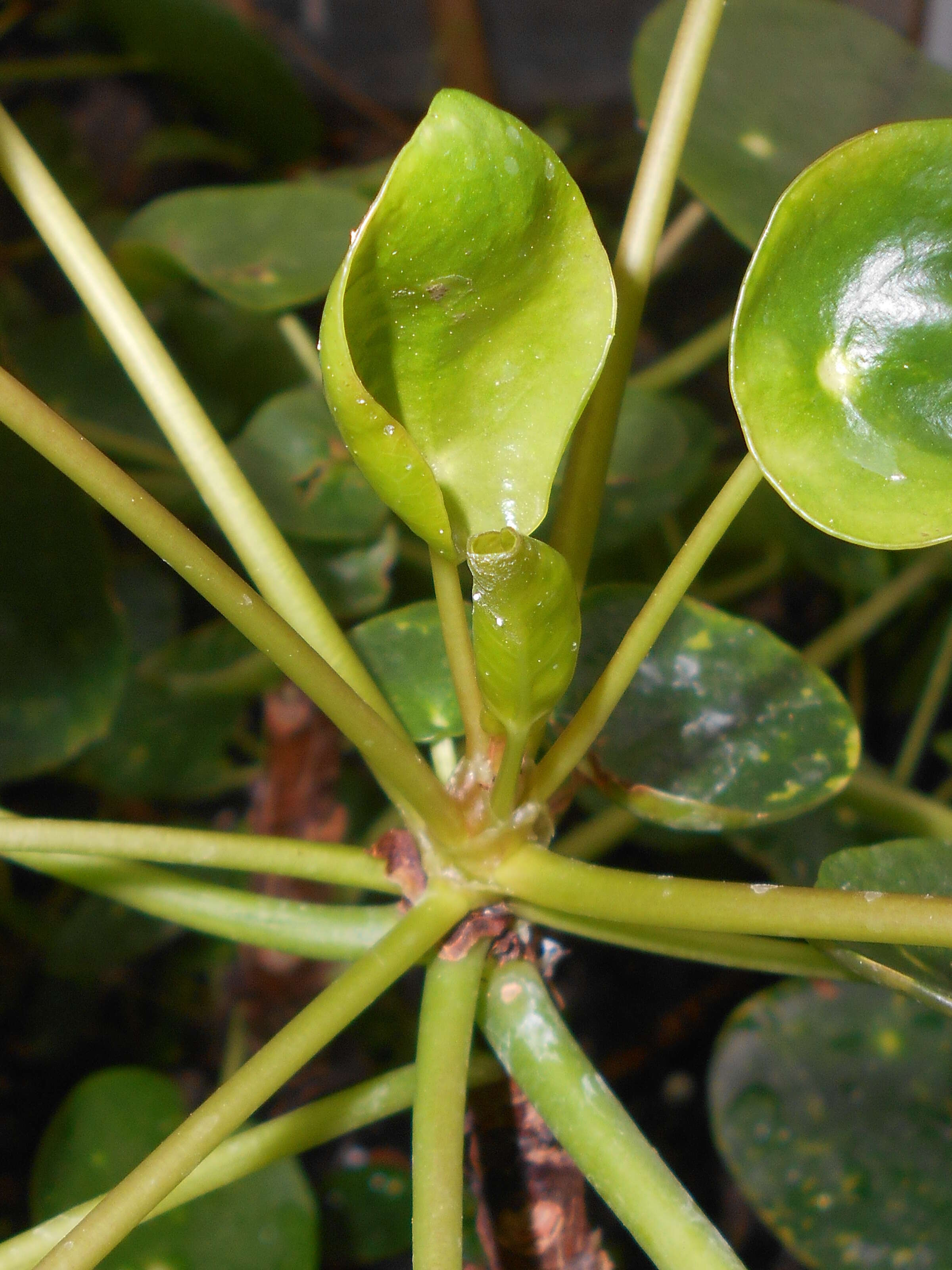 Image of Chinese money plant