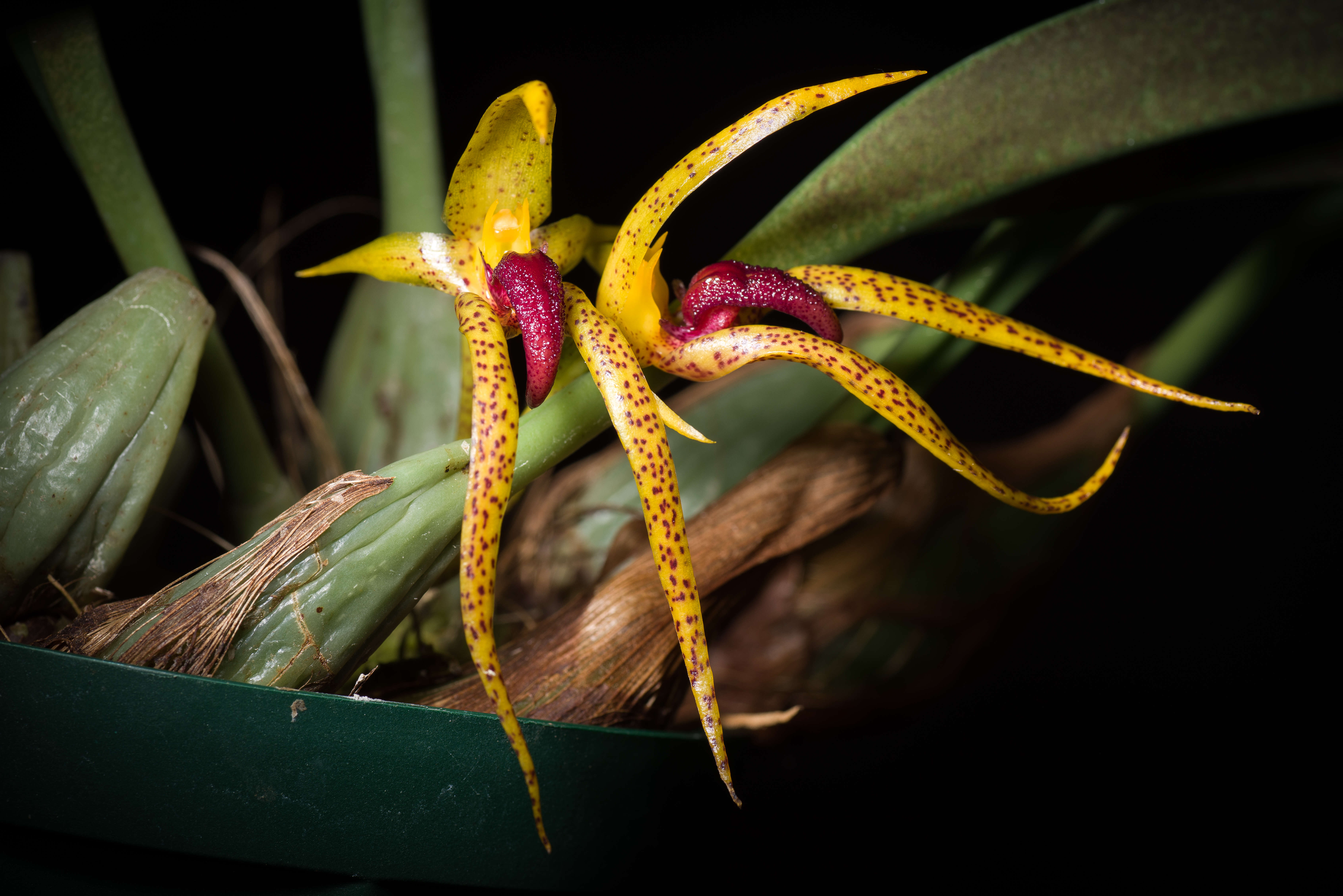 Image of Bulbophyllum recurvilabre Garay