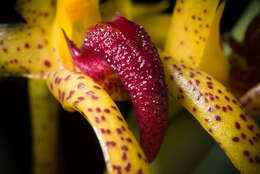 Image of Bulbophyllum recurvilabre Garay