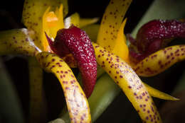 Image of Bulbophyllum recurvilabre Garay