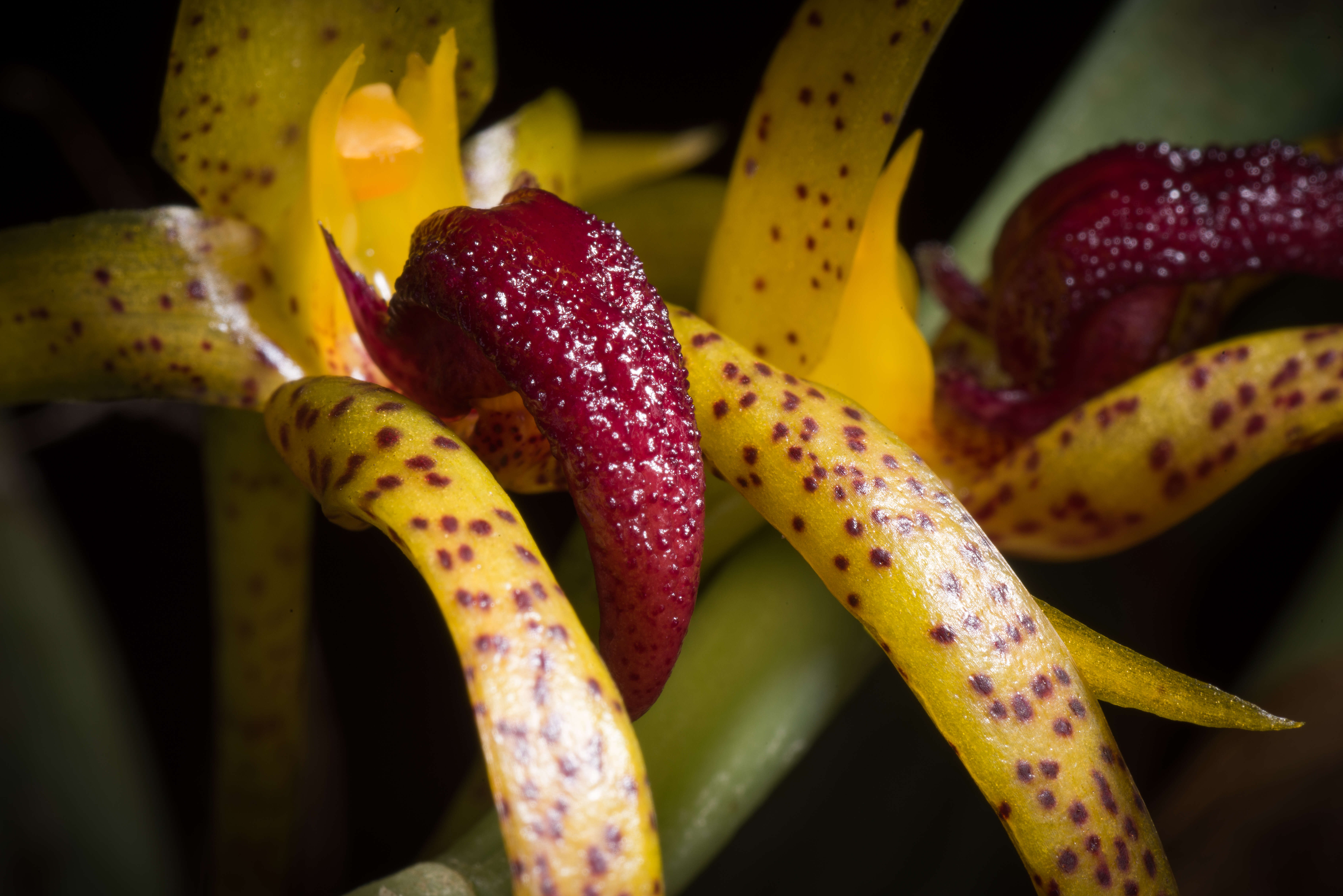 Image of Bulbophyllum recurvilabre Garay