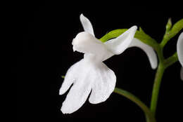 Imagem de Ponerorchis graminifolia Rchb. fil.