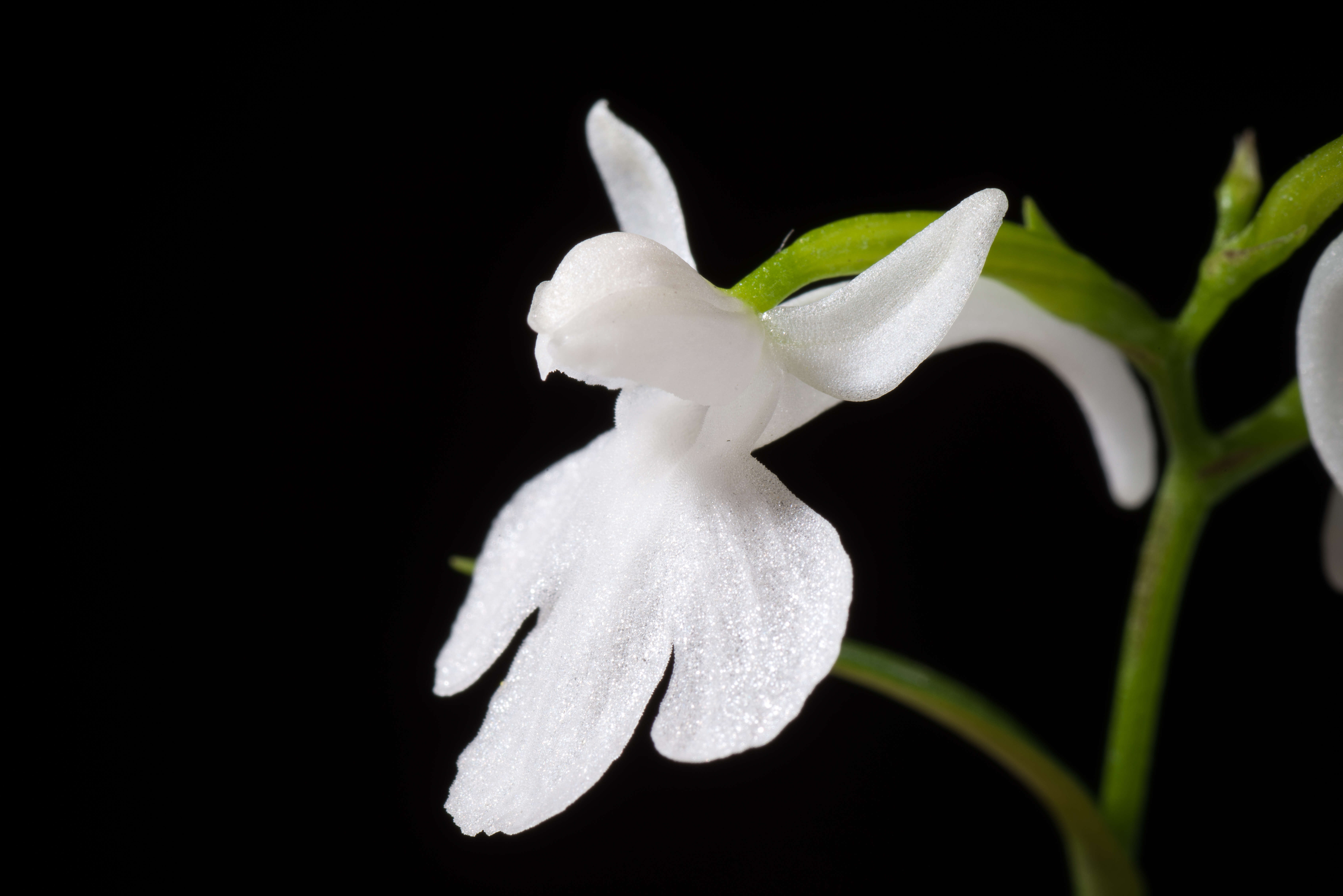 Imagem de Ponerorchis graminifolia Rchb. fil.