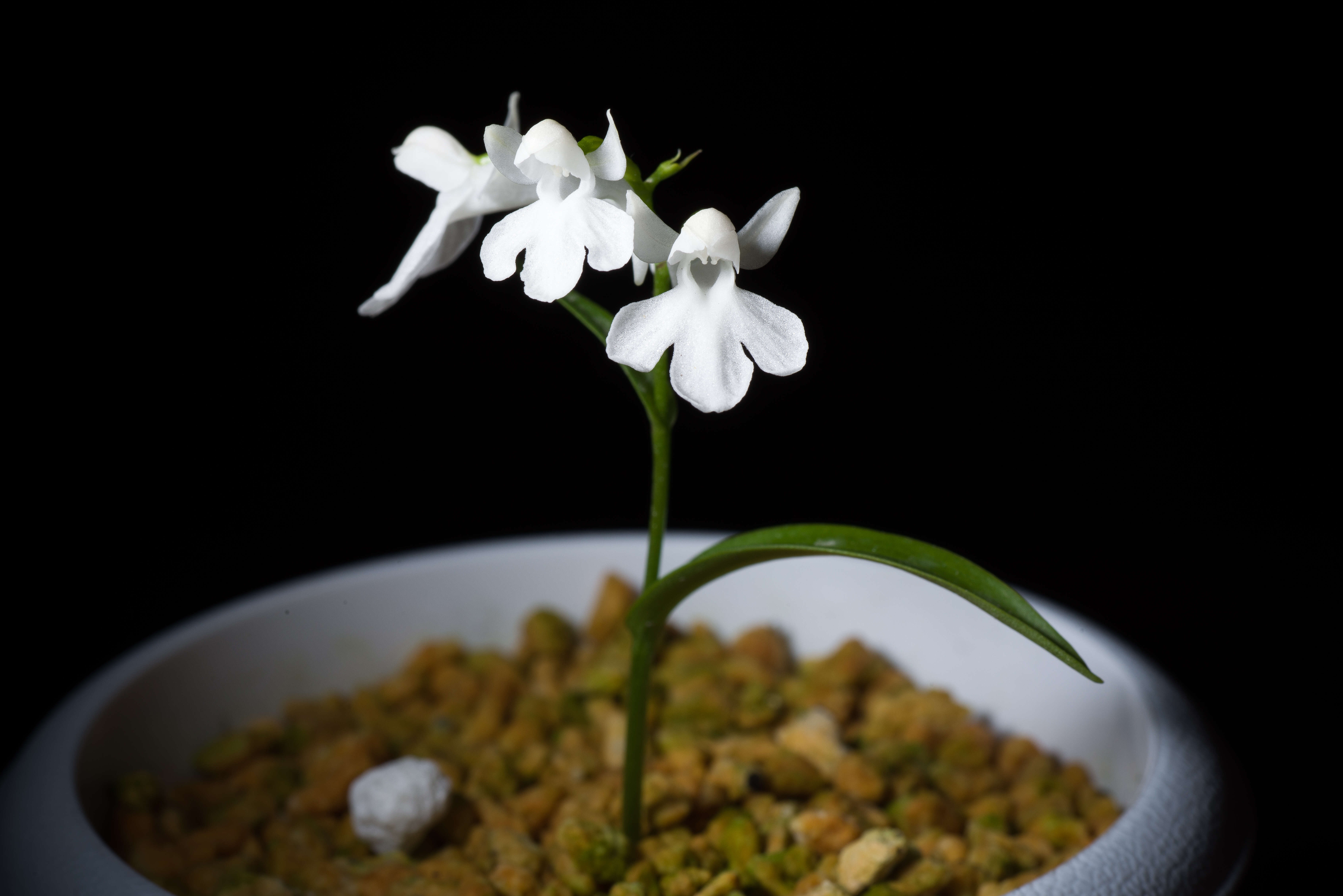 Imagem de Ponerorchis graminifolia Rchb. fil.