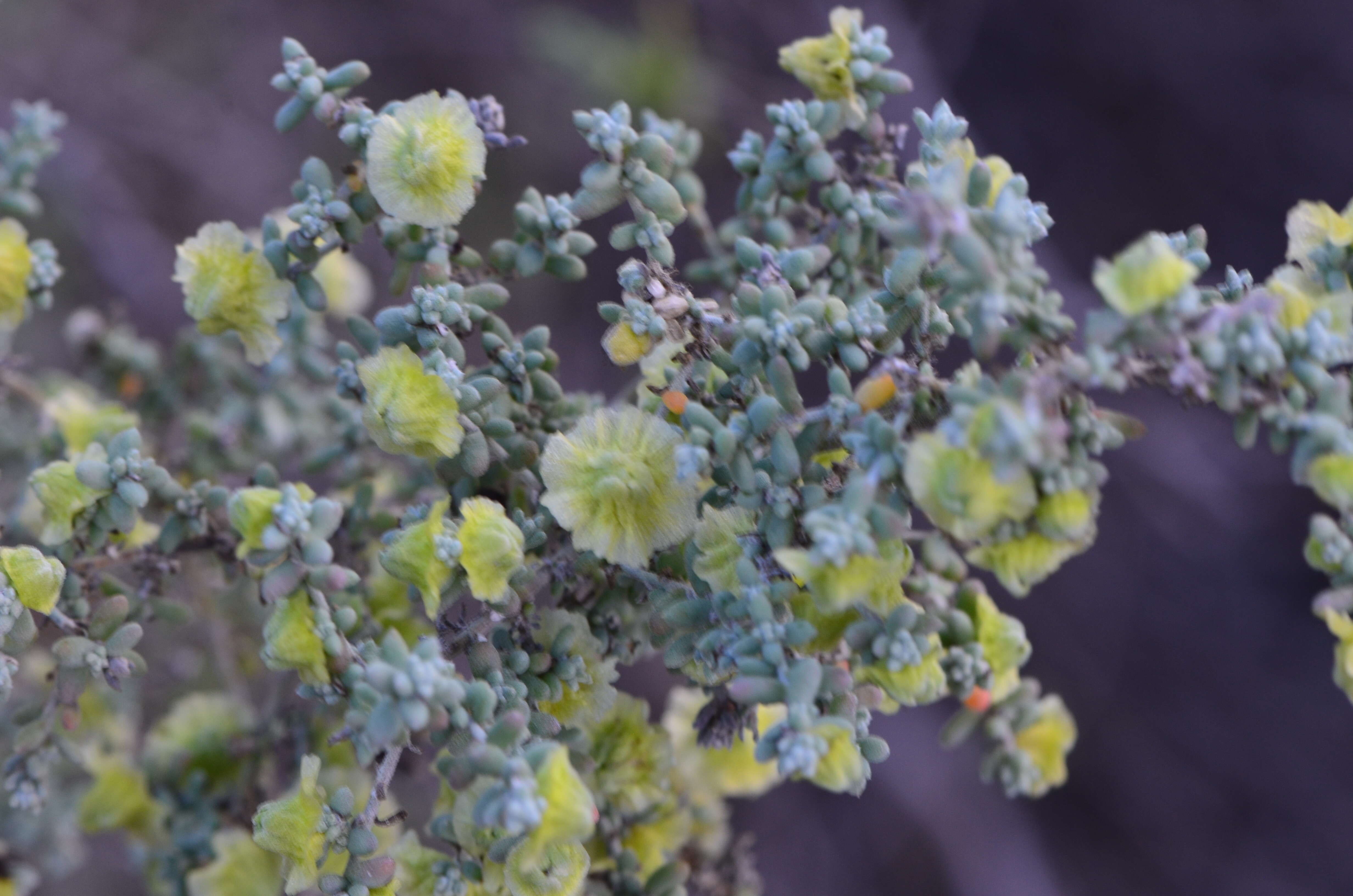 Maireana pyramidata (Benth.) P. G. Wilson resmi