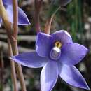 Image de Thelymitra megacalyptra Fitzg.