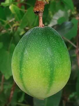 Image de Passiflora laurifolia L.