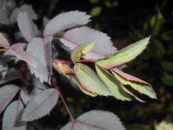 Plancia ëd Rosa glauca Pourret