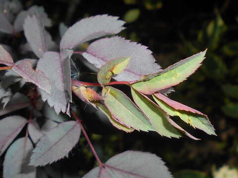 Image of Rosa glauca Pourret