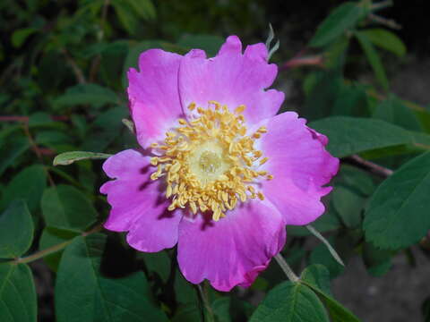 Слика од Rosa majalis J. Herrmann