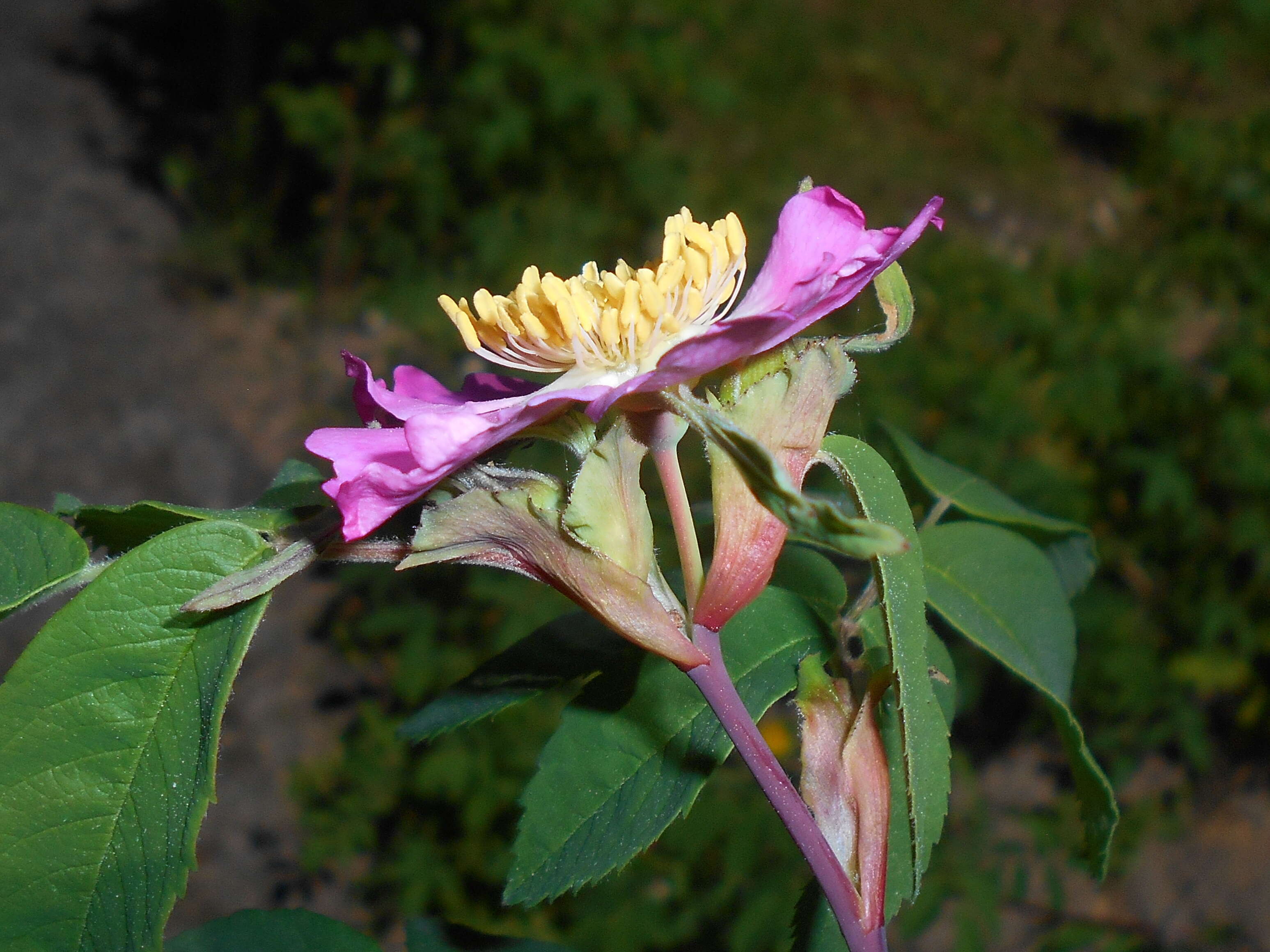 Image of cinnamom rose