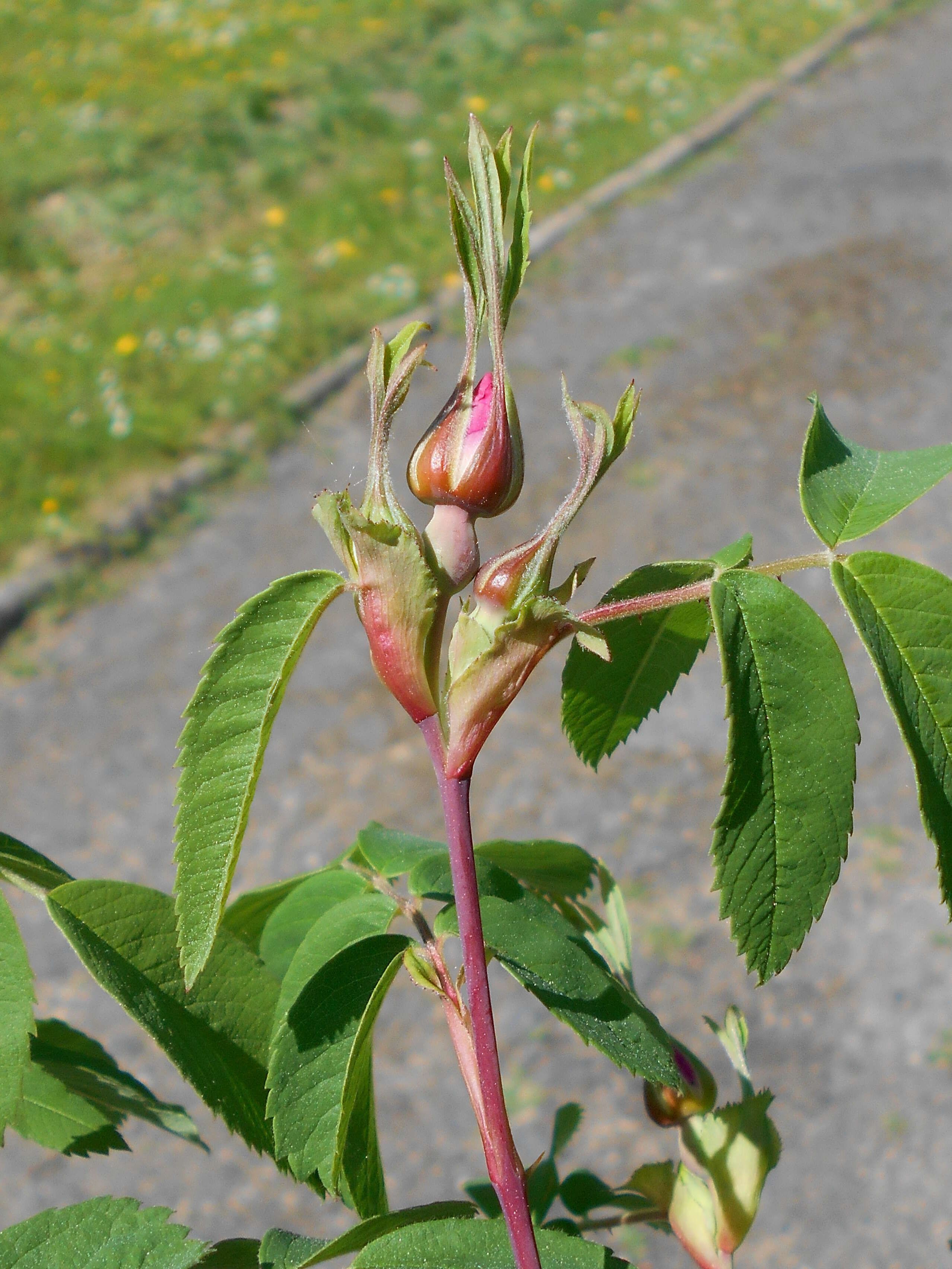 Image of cinnamom rose