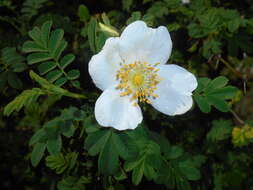 Rosa sericea Lindl. resmi