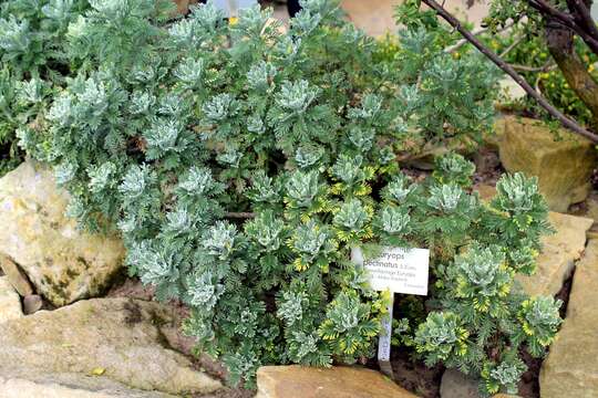 Imagem de Euryops pectinatus (L.) Cass.