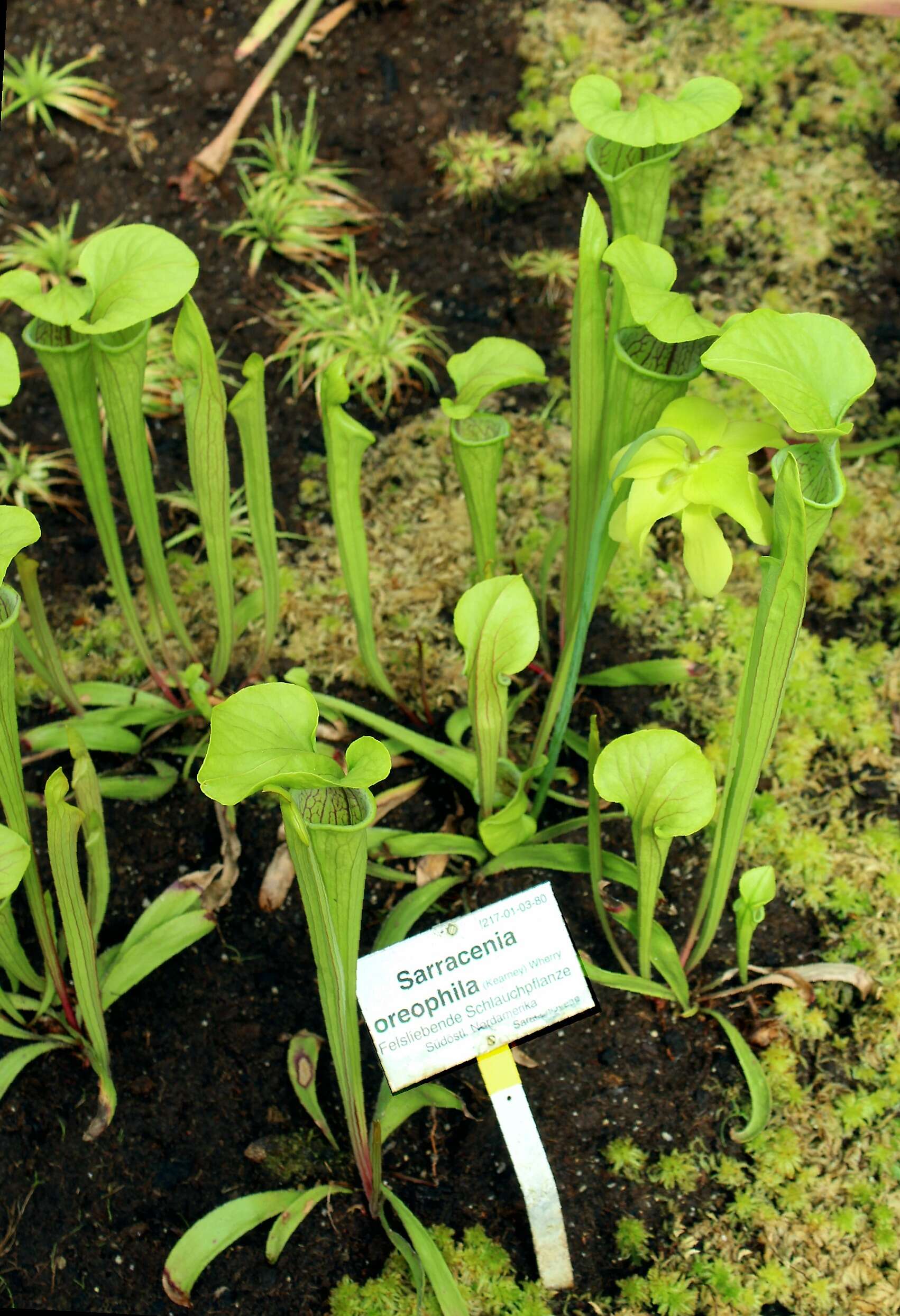 Image of Green Pitcherplant