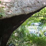 Image of Argus pheasant tree