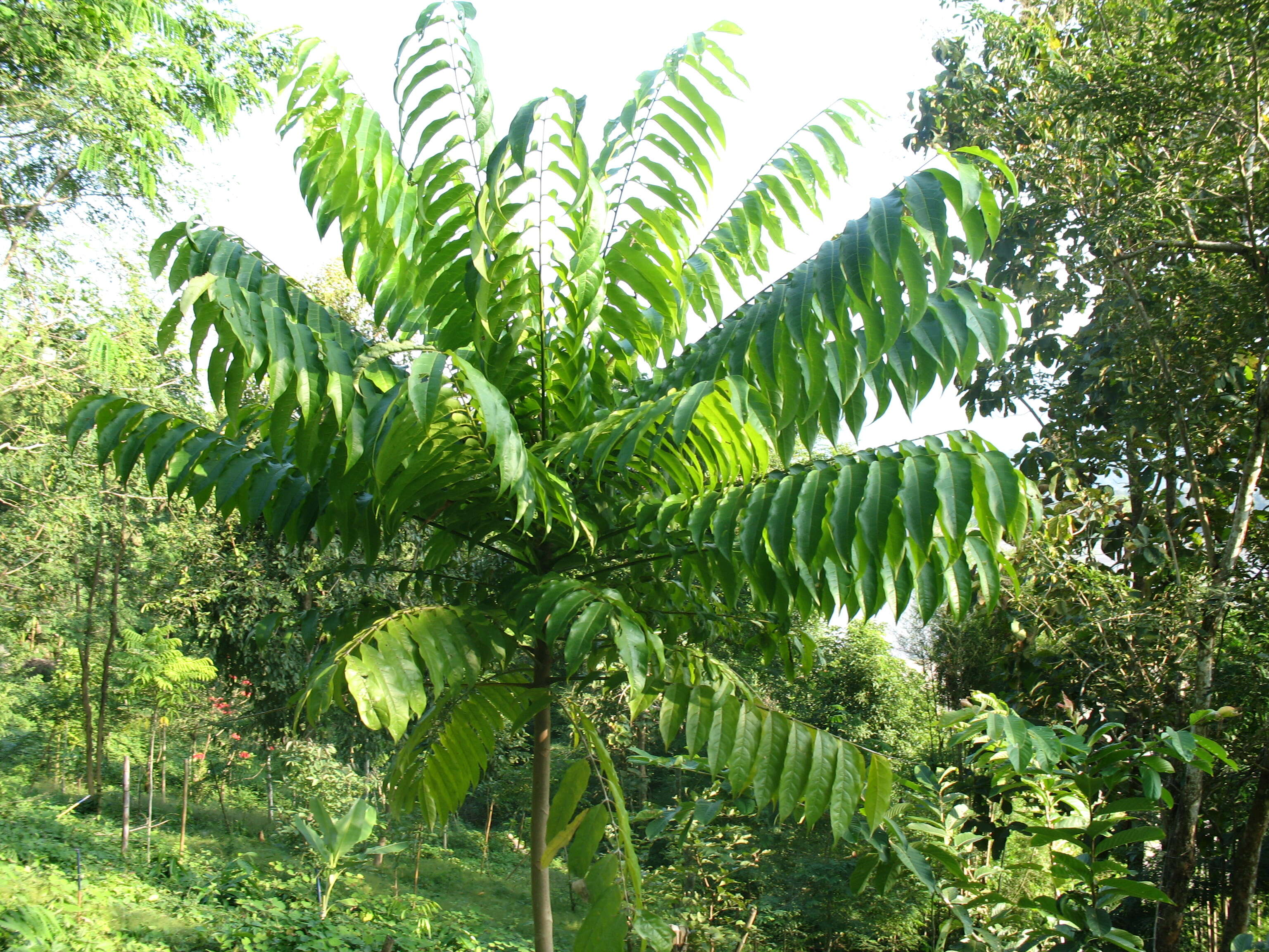 Image of Argus pheasant tree