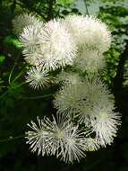 Image of Thalictrum aquilegiifolium