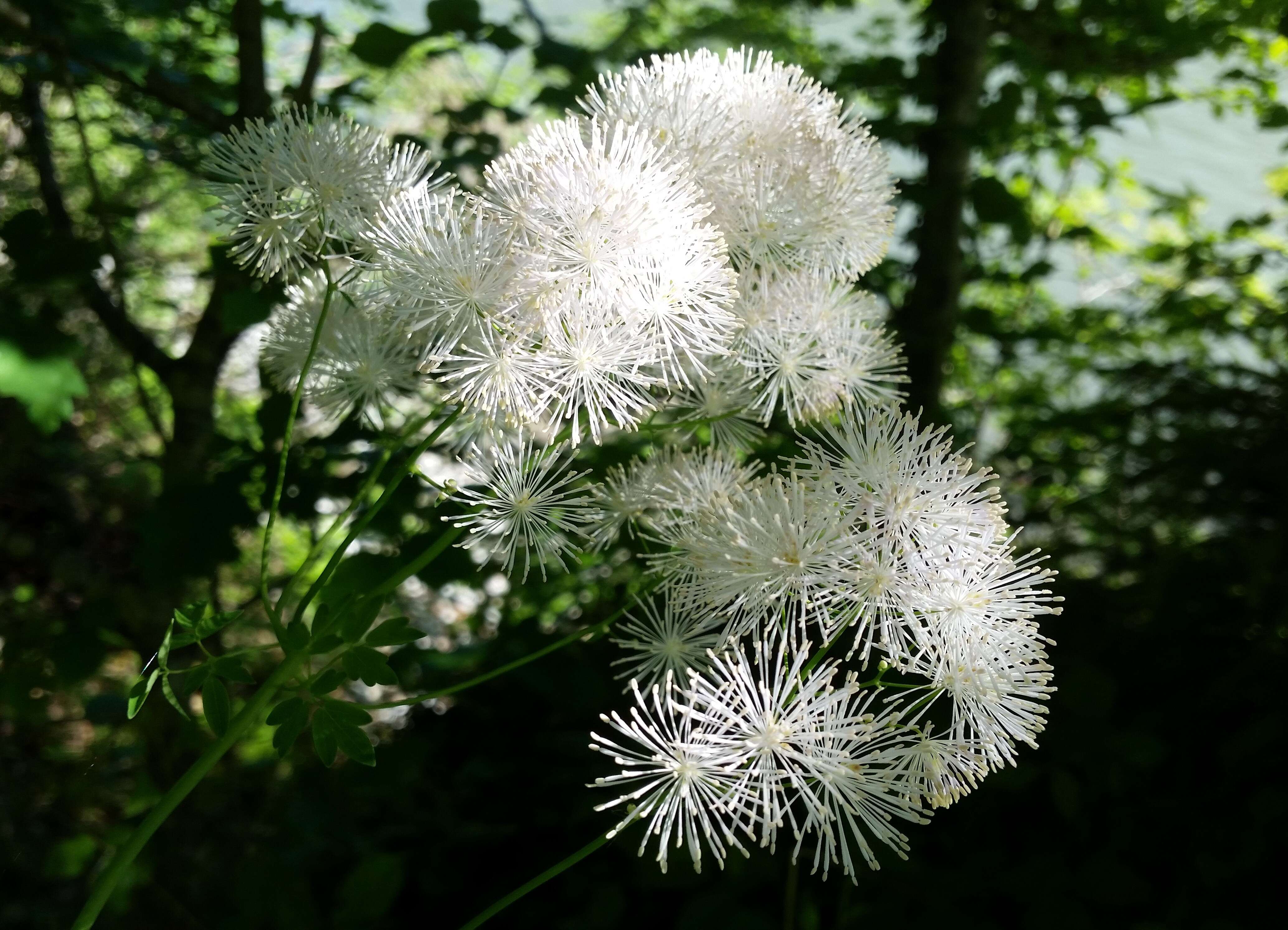 Image of Thalictrum aquilegiifolium