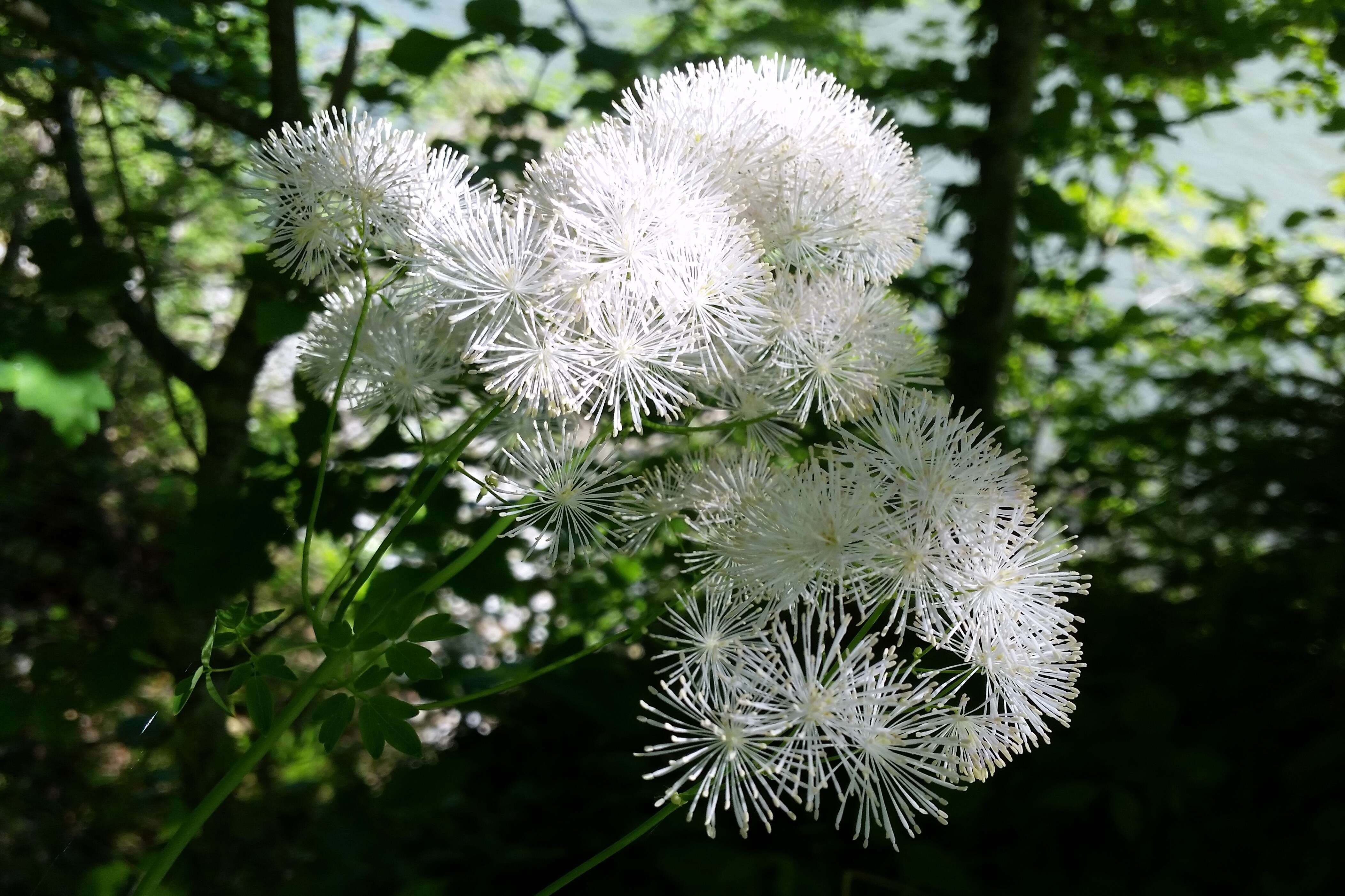 Image of Thalictrum aquilegiifolium