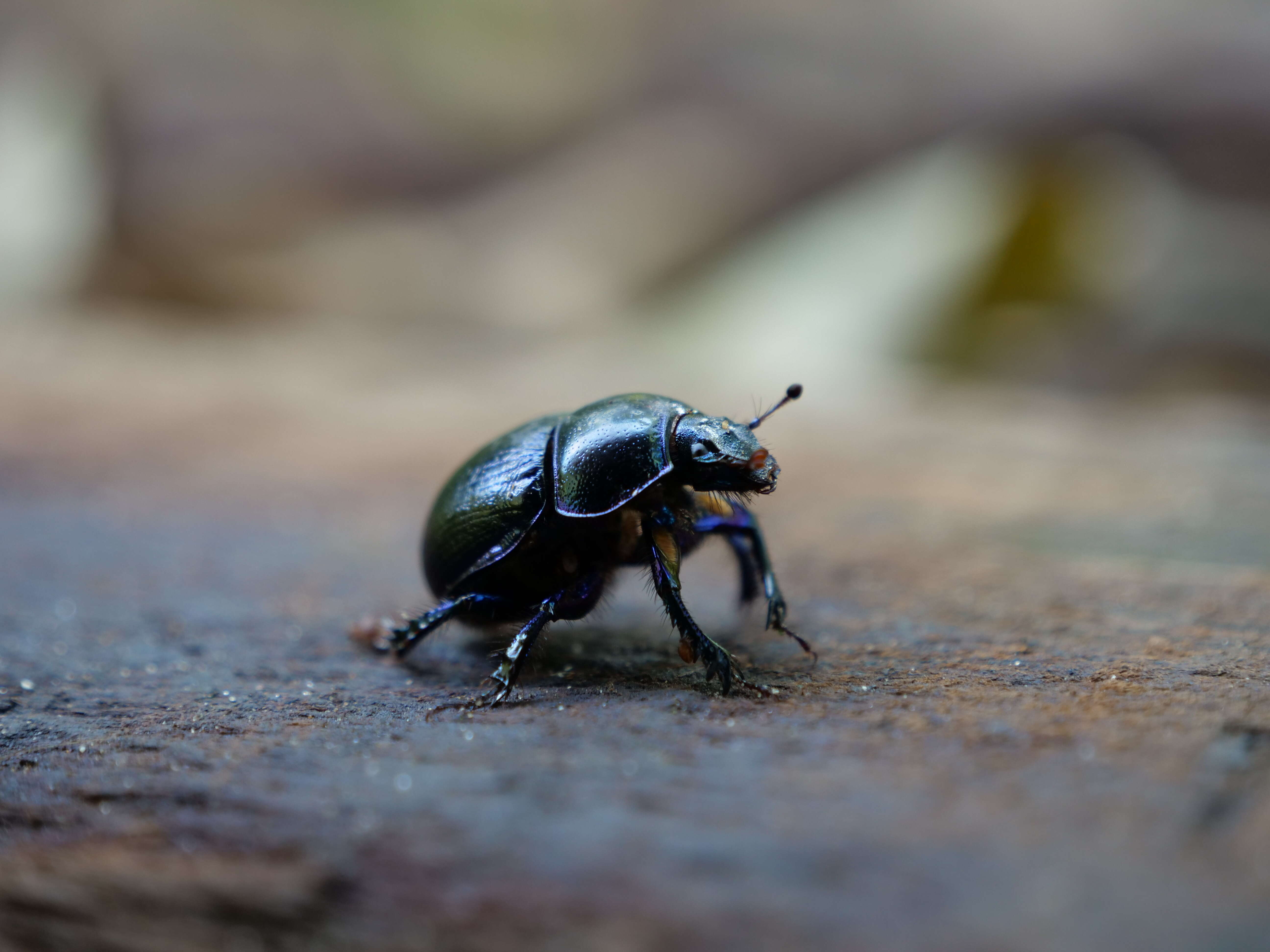 Слика од Geotrupes stercorarius (Linnaeus 1758)