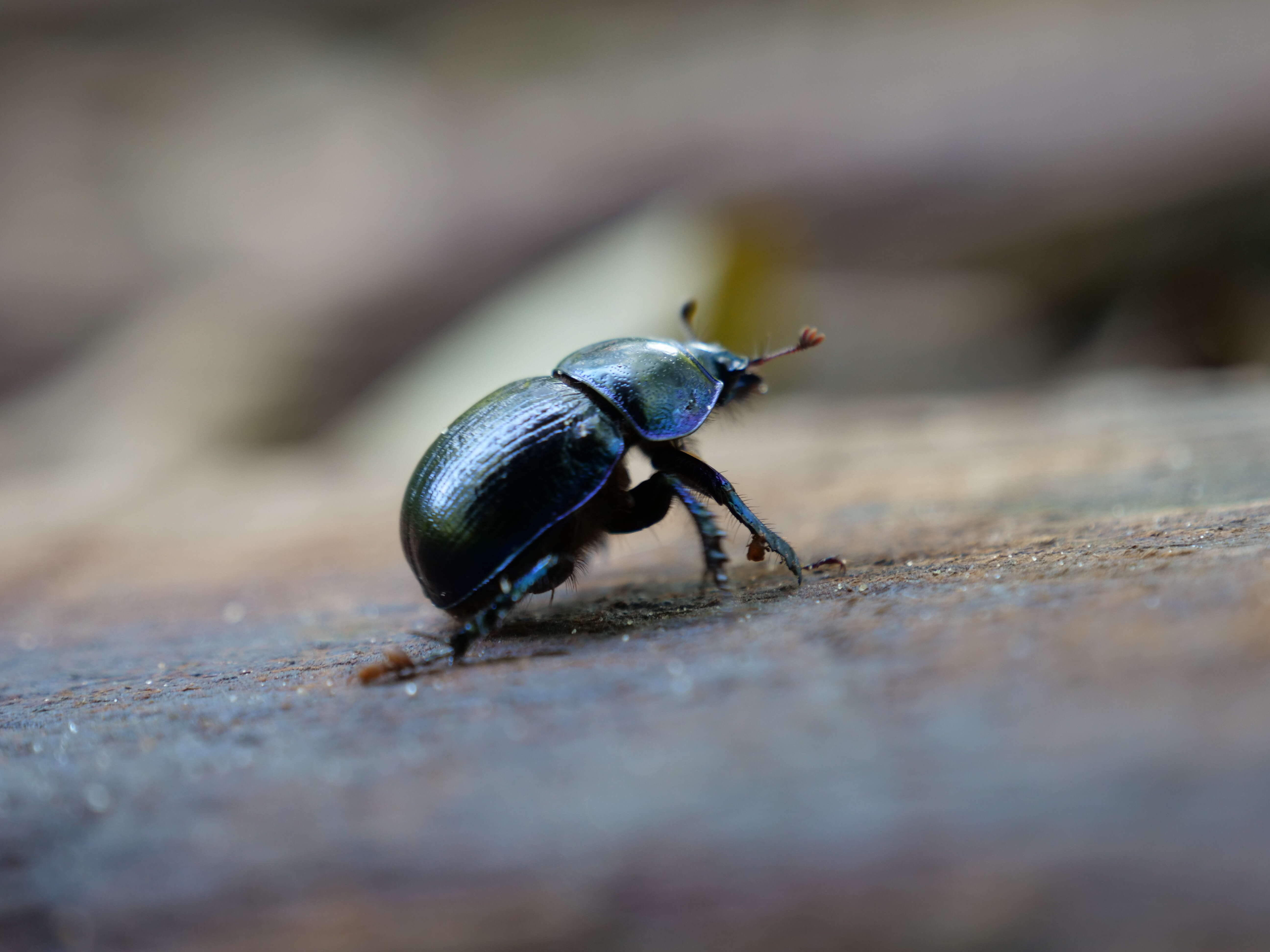 Слика од Geotrupes stercorarius (Linnaeus 1758)