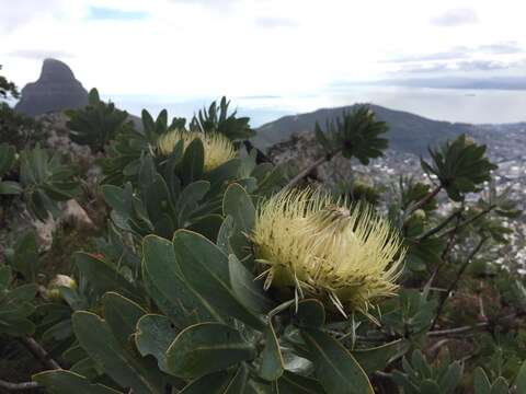 Image de Protea nitida Mill.