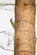 Image of Eurasian Green Woodpecker