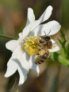 Imagem de Anemone nemorosa L.